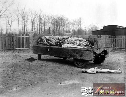 8. 在位於 Weimar 的 Buchenwald 集中營里運送囚犯屍體的拖車。這些屍體都被焚化了...該集中營1945年4月14日被美第3軍解放...