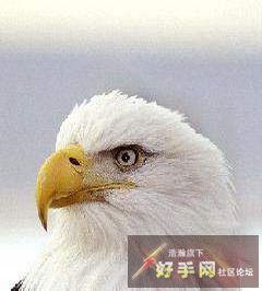 jpg