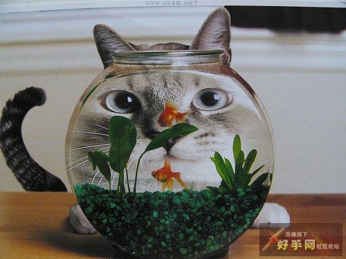 jpg