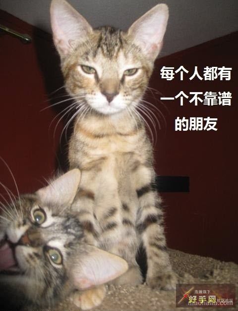 jpg
