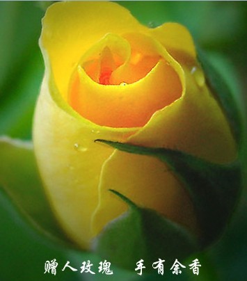 玫瑰７.jpg