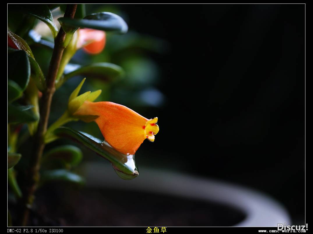 金鱼草5.jpg