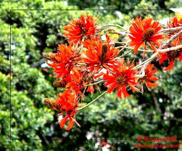 刺桐花.jpg