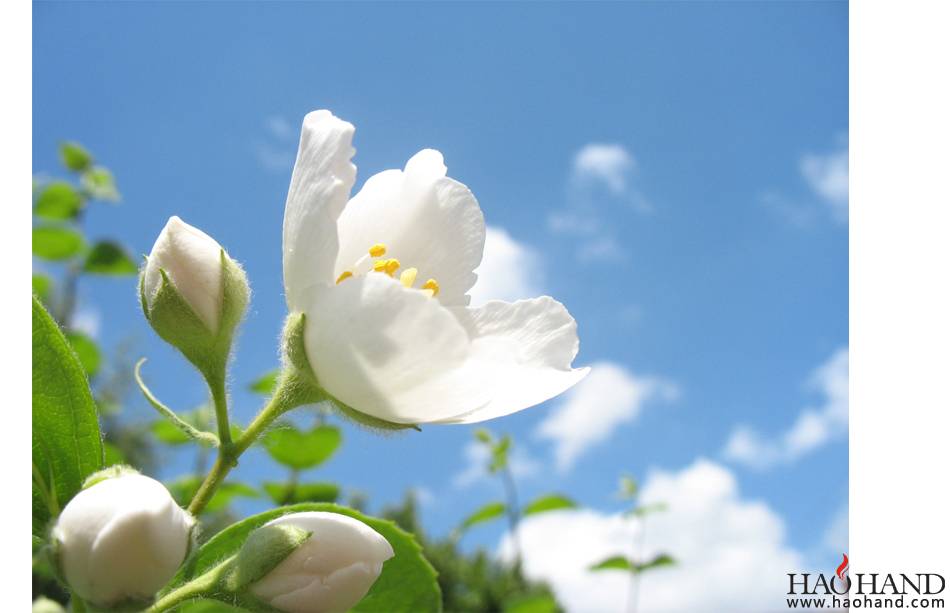 flower_by_Reatrd.jpg