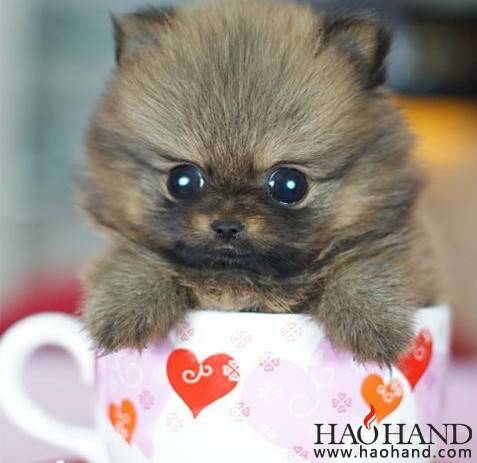 茶杯犬.jpg