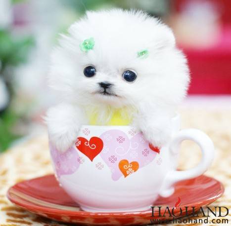 茶杯犬。.jpg