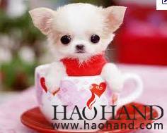 茶杯犬。。.jpg