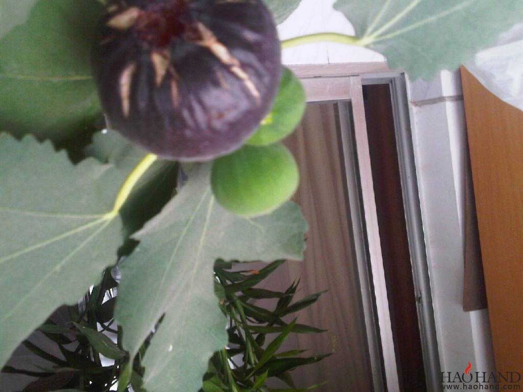 IMG00286-20110722-1223.jpg