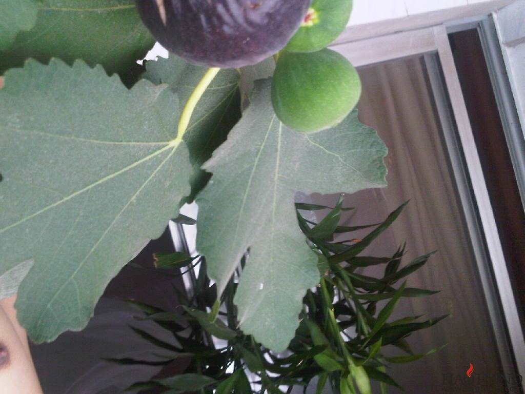 IMG00287-20110722-1223.jpg