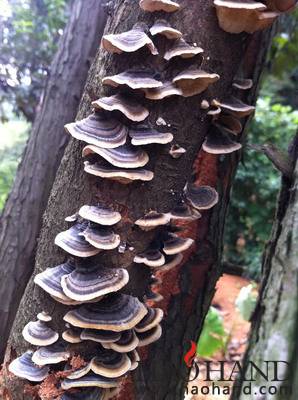 IMG_2242_调整大小.jpg