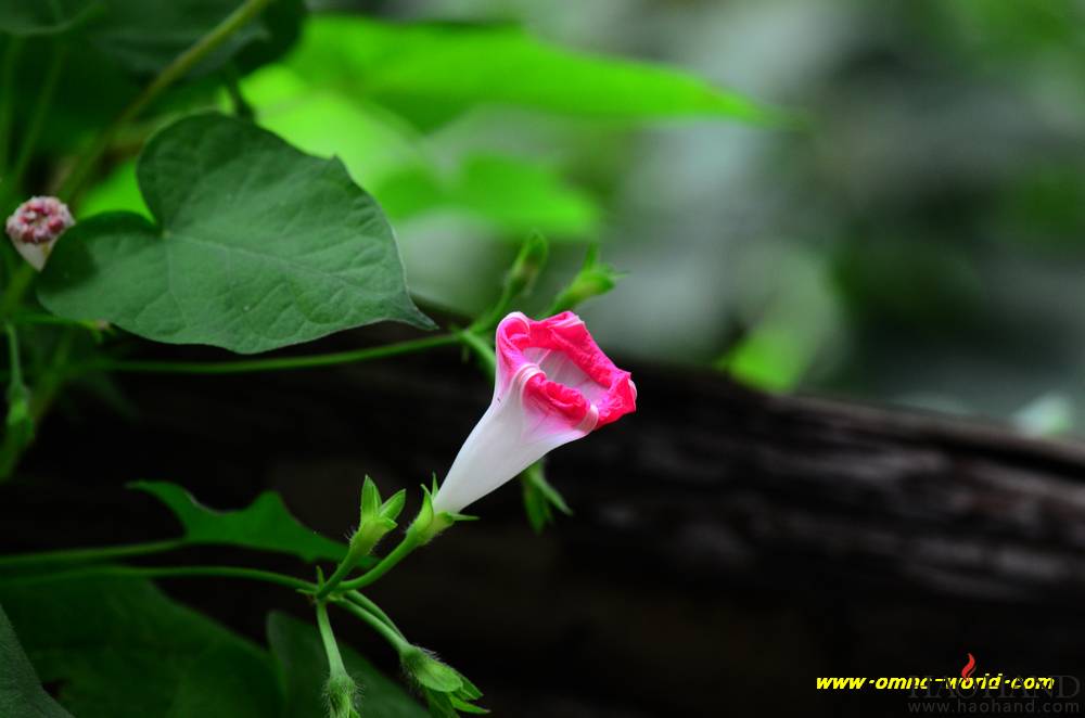 D7K_5815.jpg
