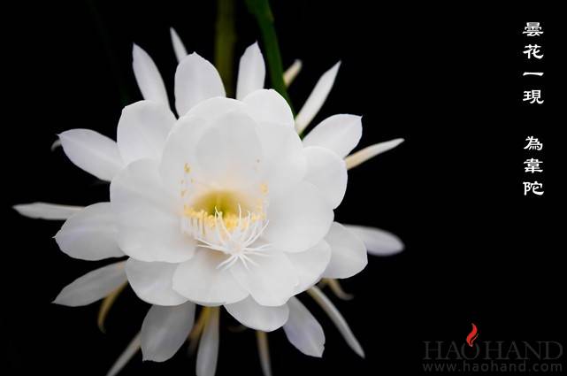 昙花6.jpg