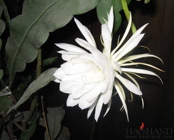 昙花.jpg