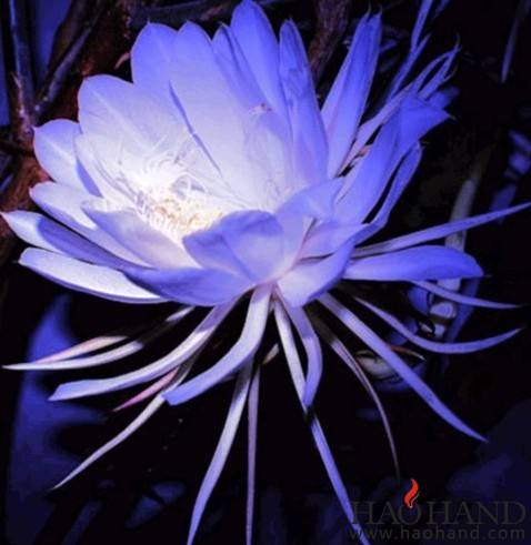 昙花2.jpg