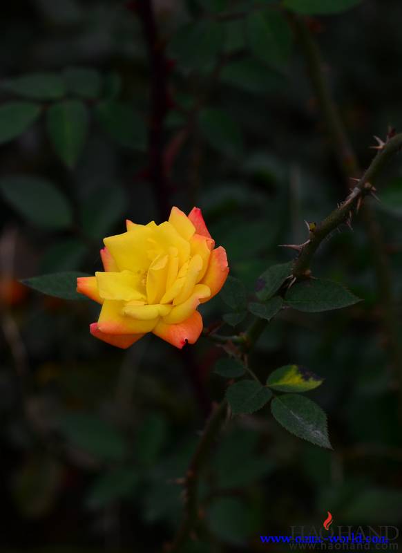 月季花6.jpg