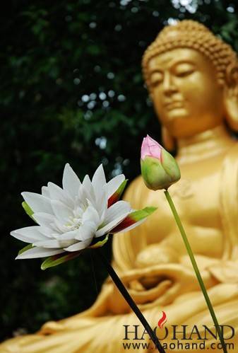 佛前莲花.jpg