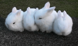 3.gif