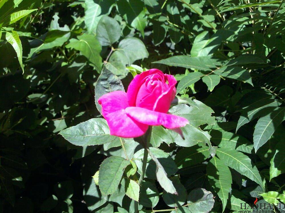 IMG00446-20120823-1422.jpg