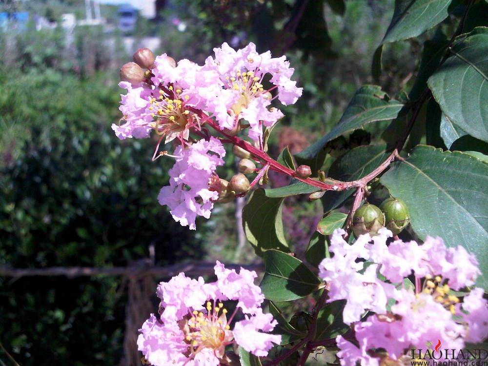 IMG00452-20120823-1426.jpg