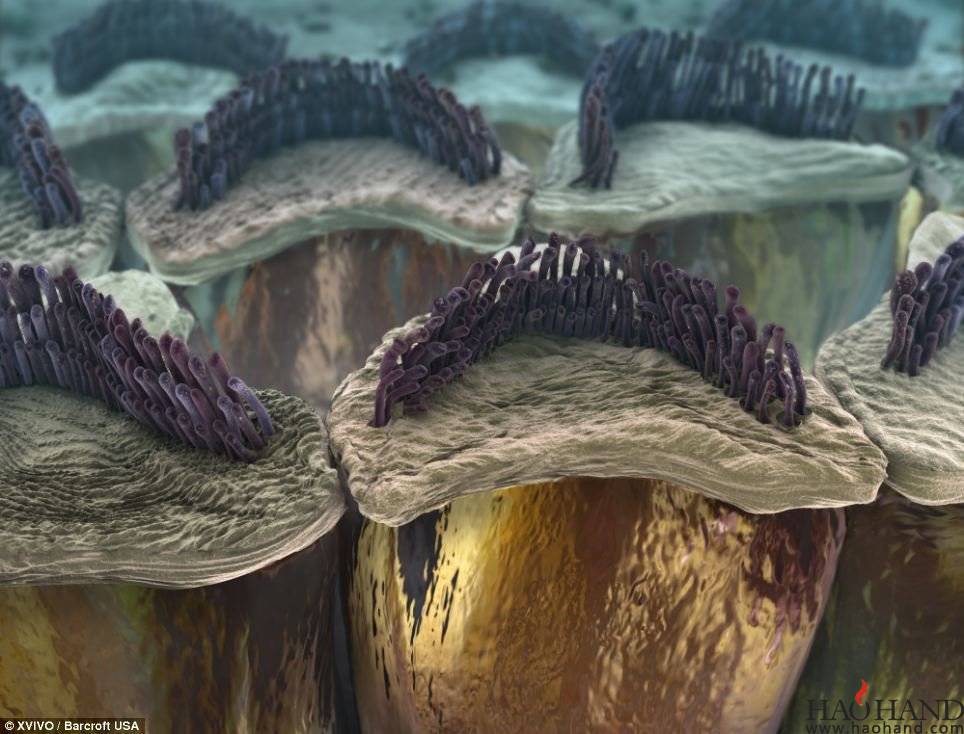 6740015_980x1200_0.jpg
