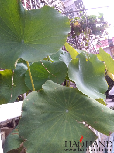 IMG_20160902_100427.jpg