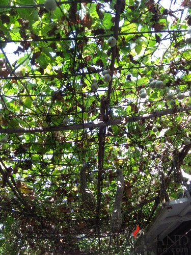 IMG_20160907_093110.jpg