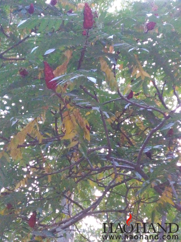 IMG_20161003_173226.jpg