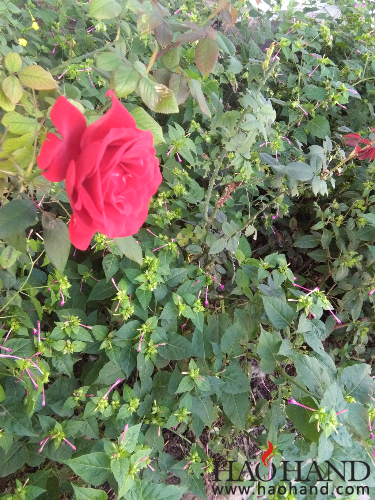 IMG_20161008_150603.jpg