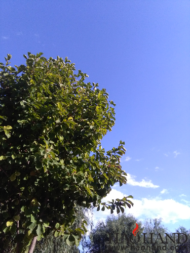 IMG_20161008_150357.jpg