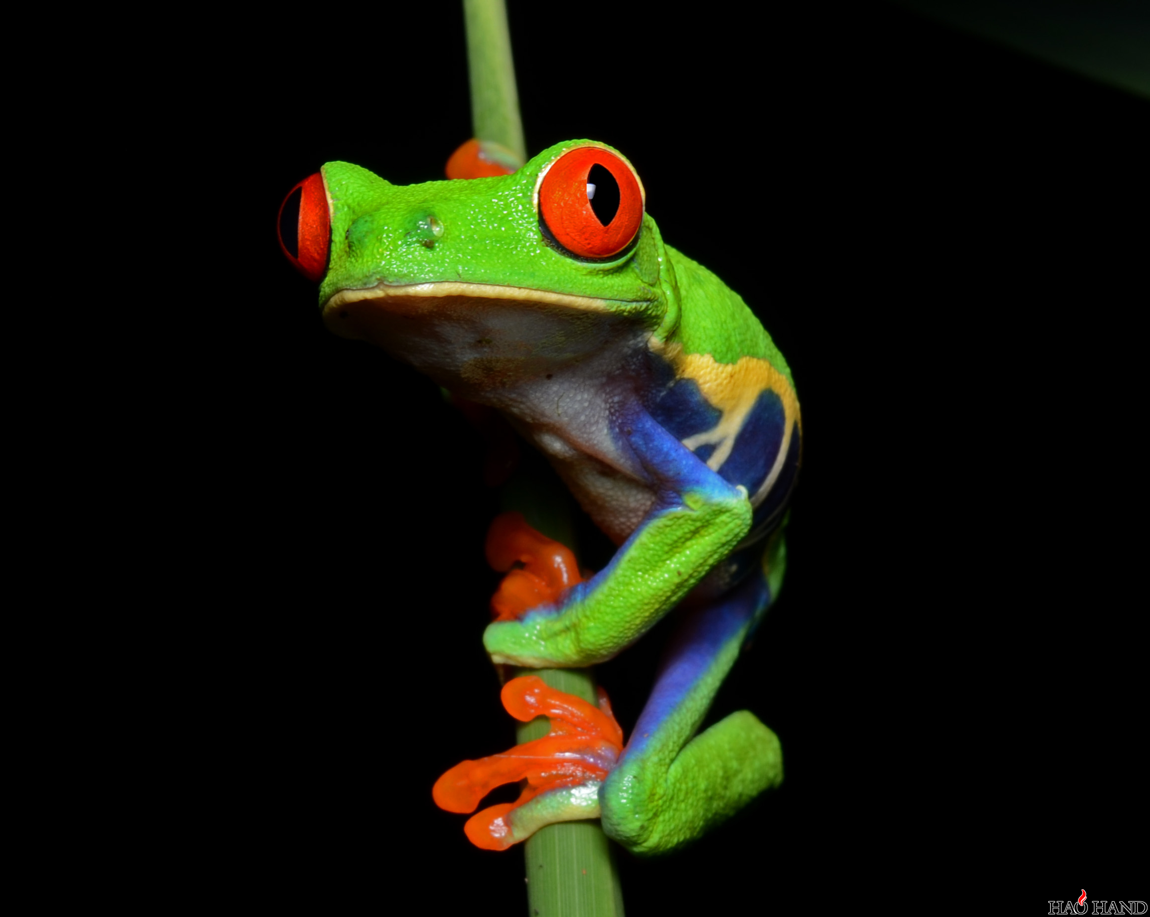 Red-eyed_Tree_Frog_(Agalychnis_callidryas)_1.png