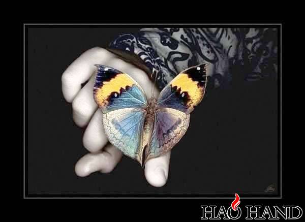 Butterfly (2).jpg